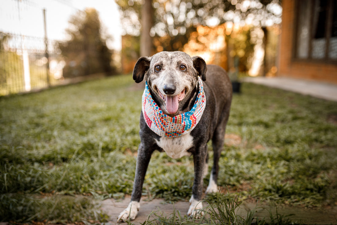 Animaux abandonnés : en quoi consiste le dispositif d’adoption SOS ?