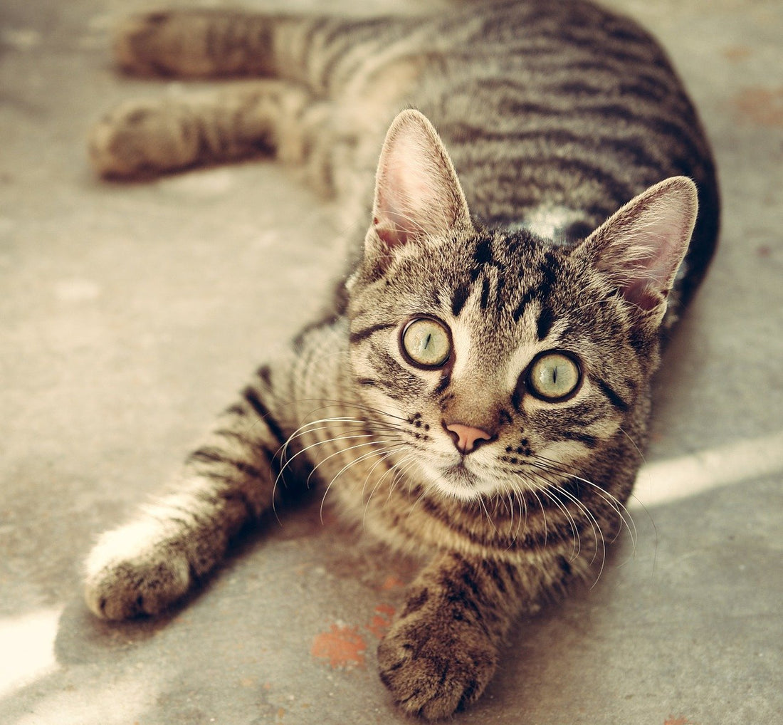 Quand donner des friandises à son chat ?