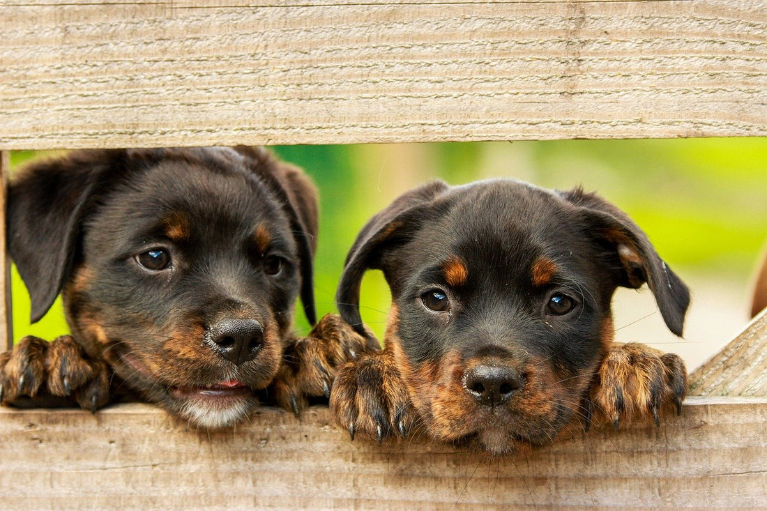 Quand introduire la pâtée pour un chiot ?