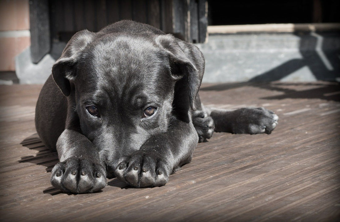 Quand passer en nourriture adulte pour son chien ?