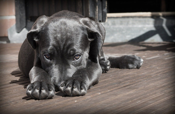 Quand passer en nourriture adulte pour son chien ?