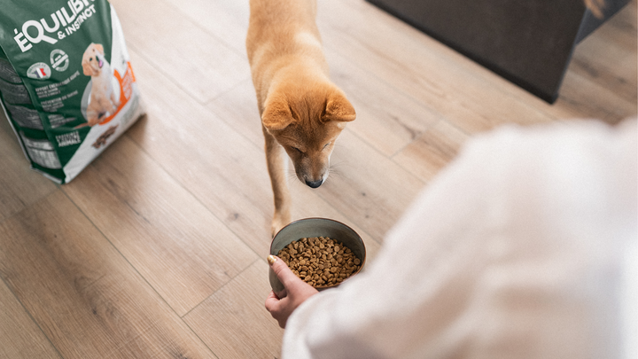 Quand faut-il changer les croquettes d'un chiot ?