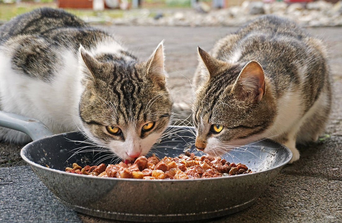 Que faire quand son chat mange trop vite ?