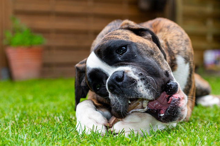 Que peut-on donner à mâcher à un chien ?