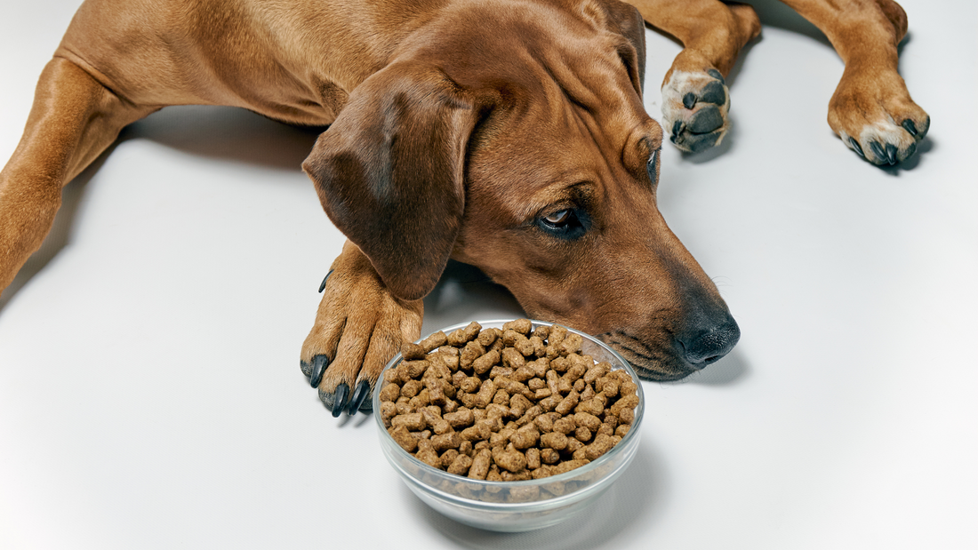 Que faire lorsque mon chien n’a plus d’appétit ?