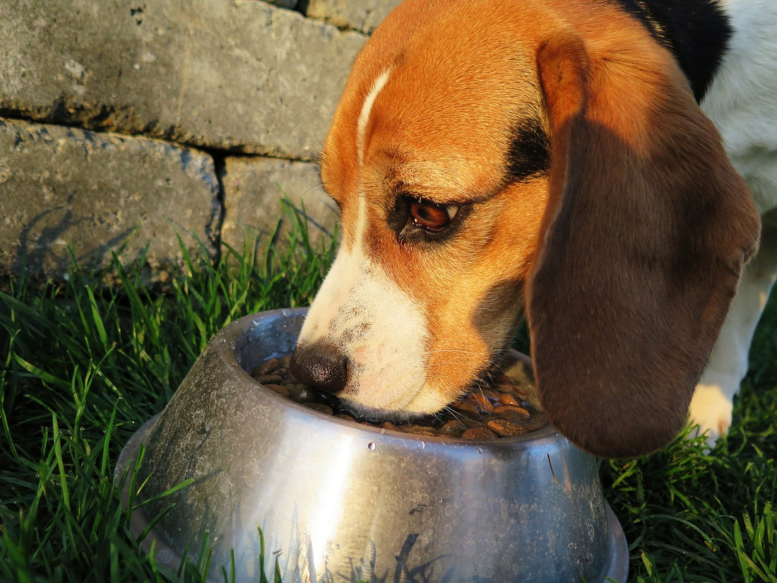 Quel est le coût de l’alimentation pour un chien ?