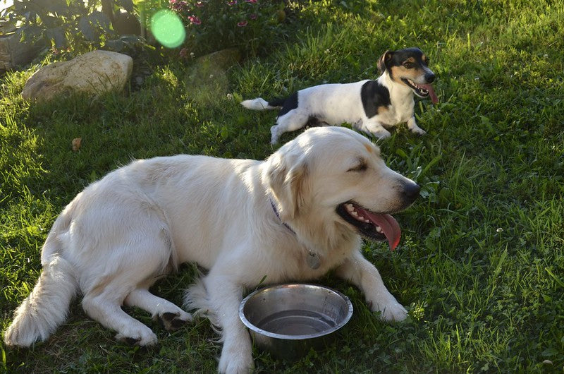 Quel est l’intérêt de la bi-nutrition pour le chien ?