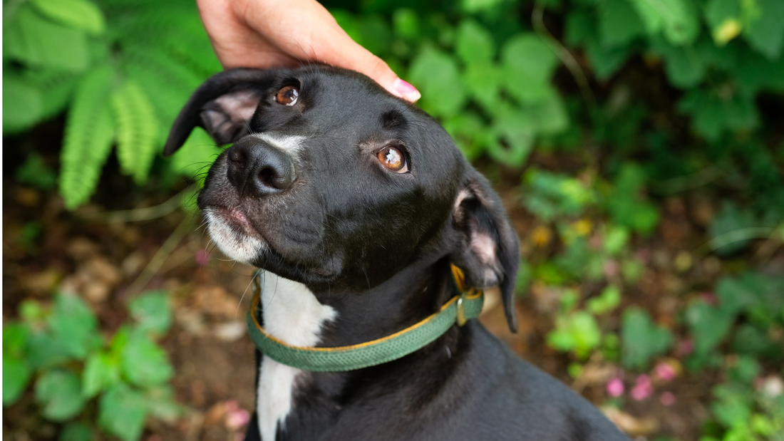 Quel est le coût d'un chien ?