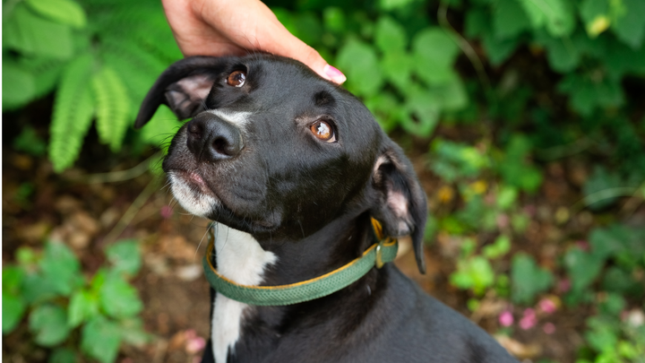 Quel est le coût d'un chien ?