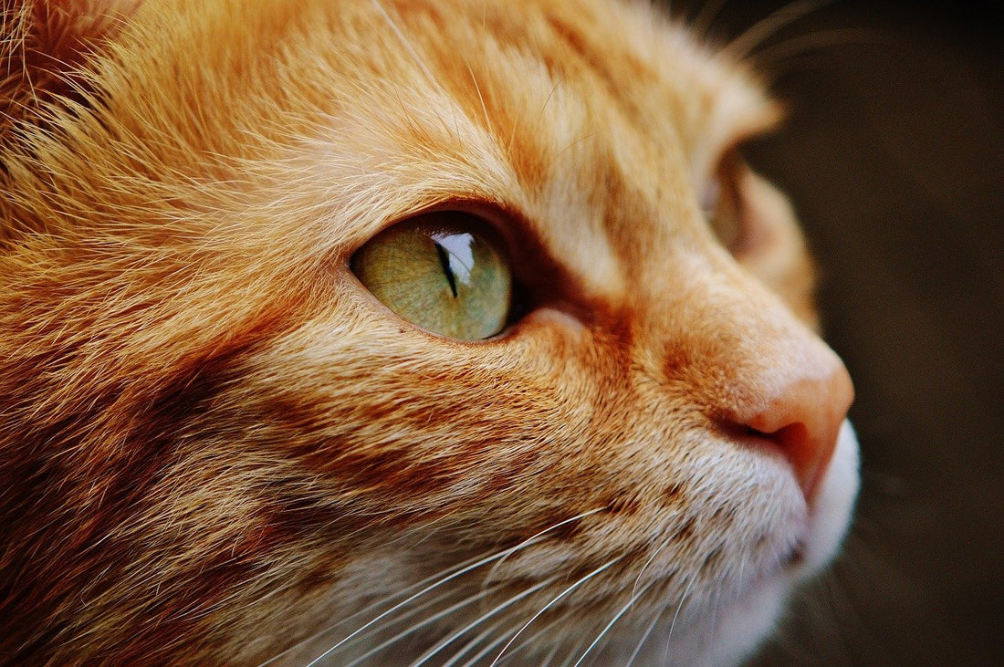 Quelle nourriture donner à un chat stérilisé ?