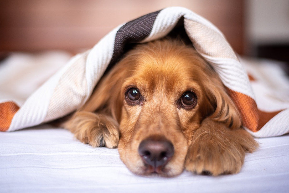 Quelle nourriture pour faire grossir un chien ?