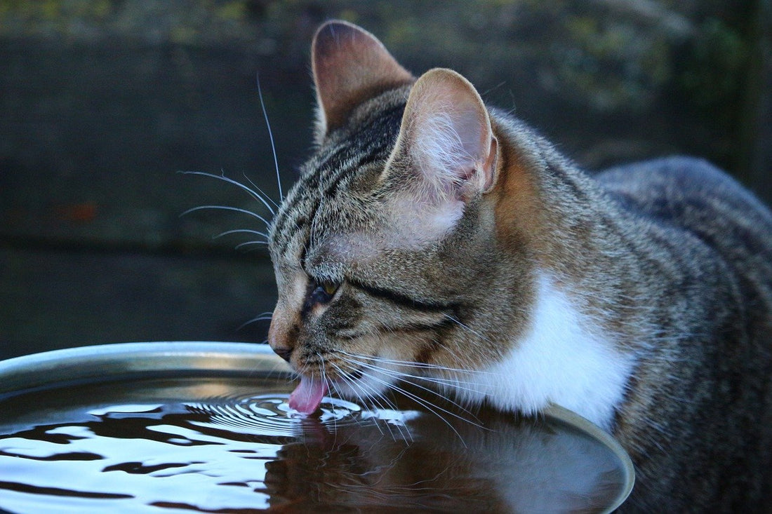 Quelle quantité d’eau un chat doit-il boire ?