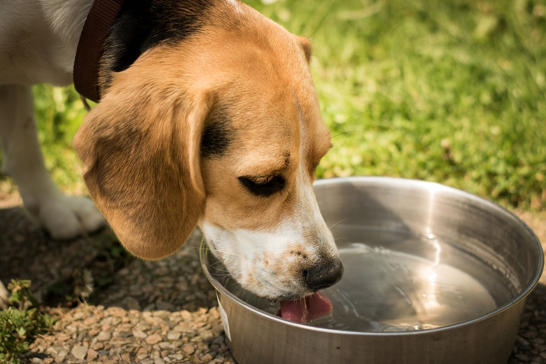 Quels sont les besoins en eau du chien ?