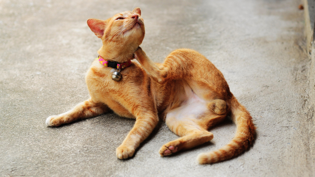 Stérilisation du chat : 3 avantages