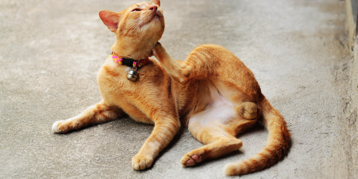 Stérilisation du chat : 3 avantages – ÉQUILIBRE & INSTINCT