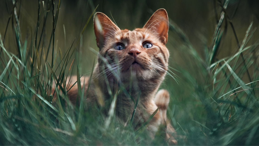 La symbolique du chat à travers les âges et le monde