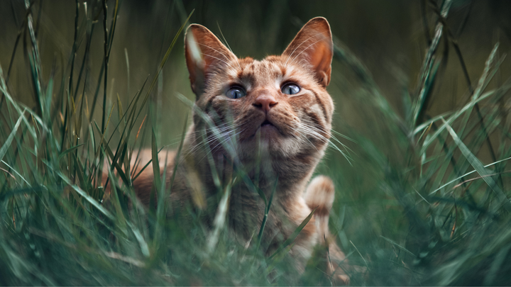 La symbolique du chat à travers les âges et le monde