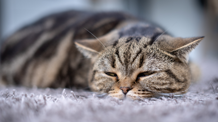Mon chat vomit : que faire ?