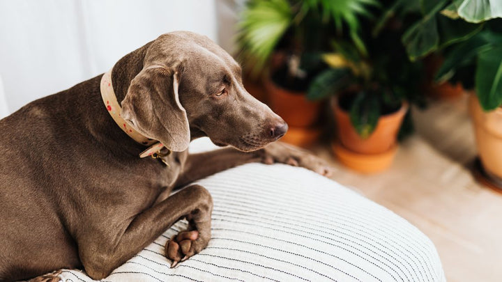 Traitement de l’arthrose du chien : pâtée pour les articulations