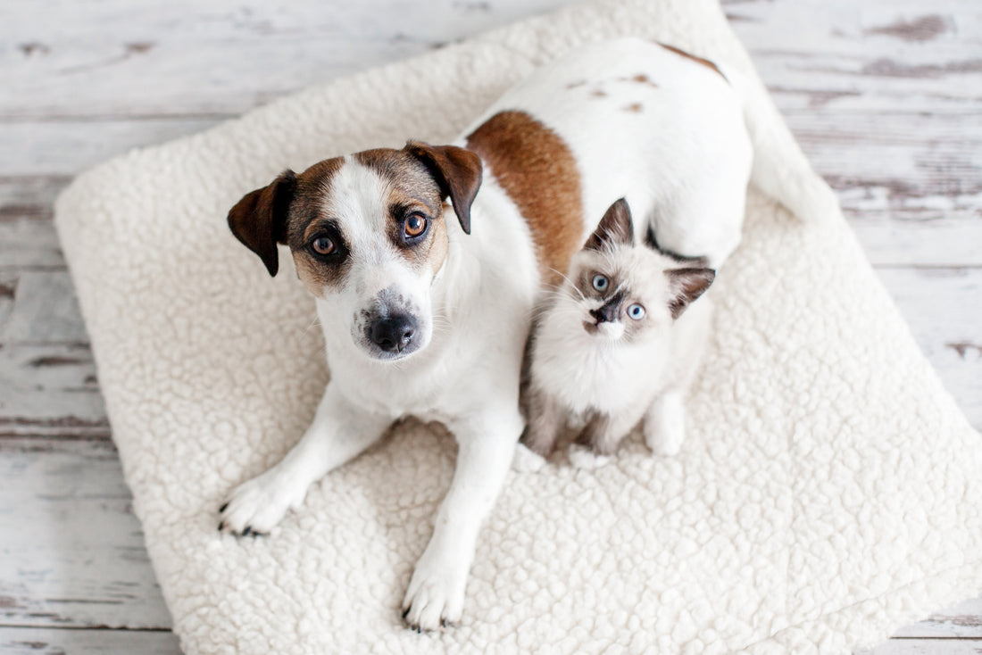 Un certificat d’engagement et de connaissance pour adopter un animal de compagnie