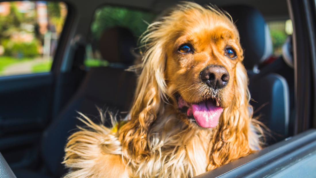 Les vacances avec son chien