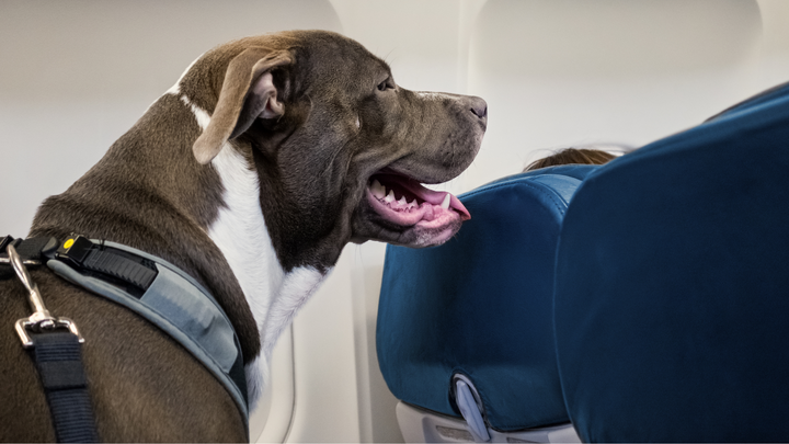 Partir avec son chien en avion ?