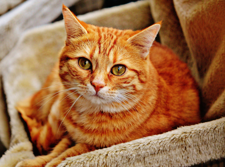 Le marquage urinaire du chat