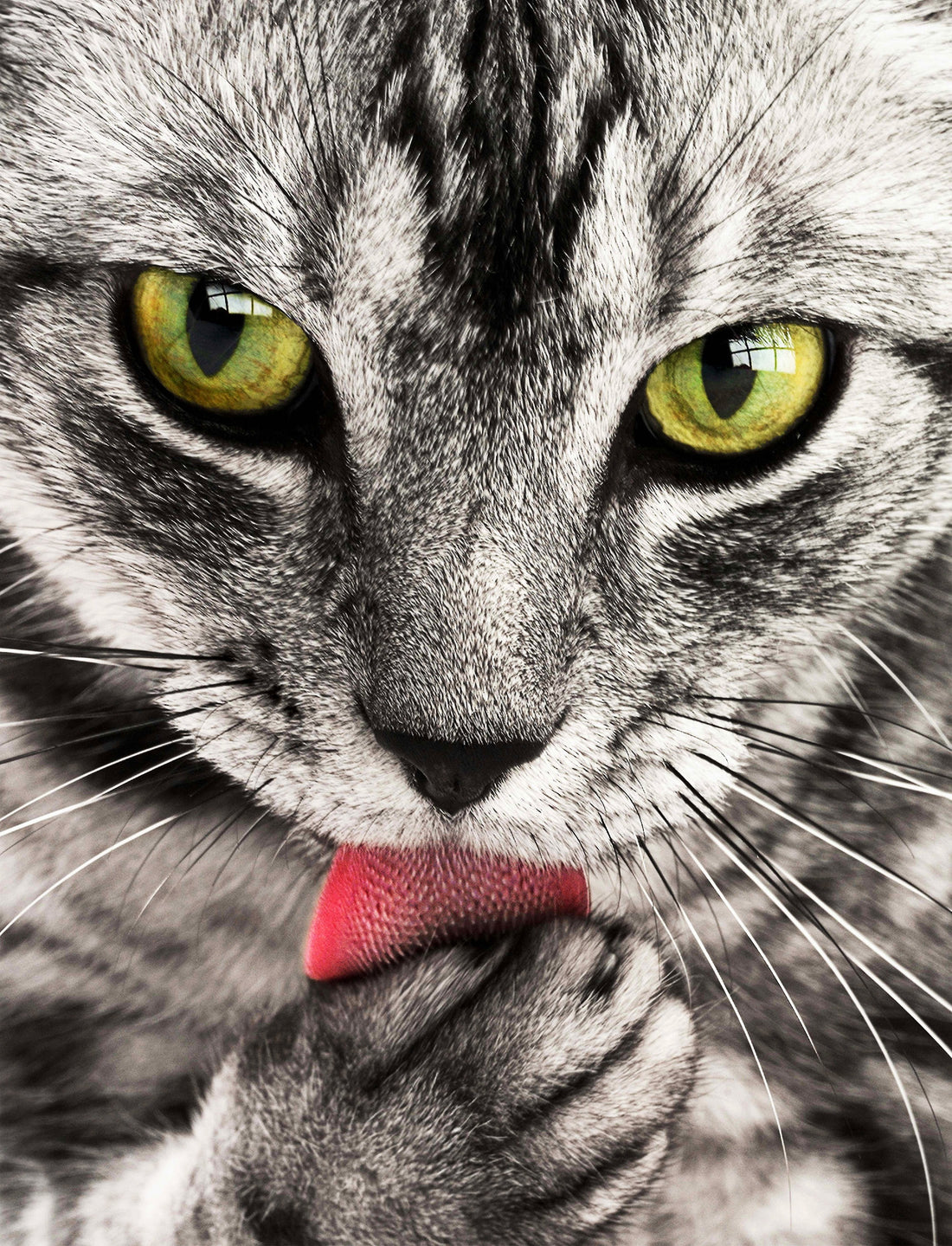 Le dégriffage du chat