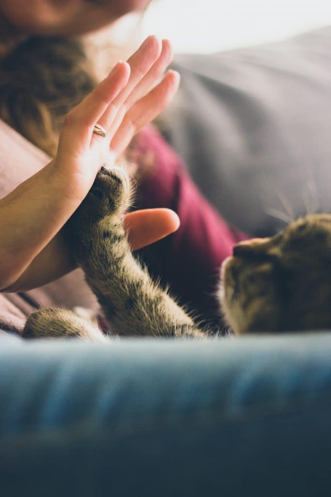 Pourquoi adopter un chat ?