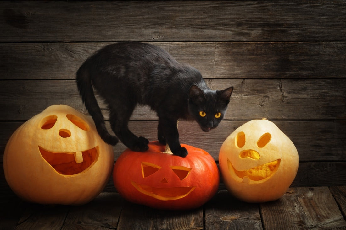 les chats face aux dangers de l'automne.