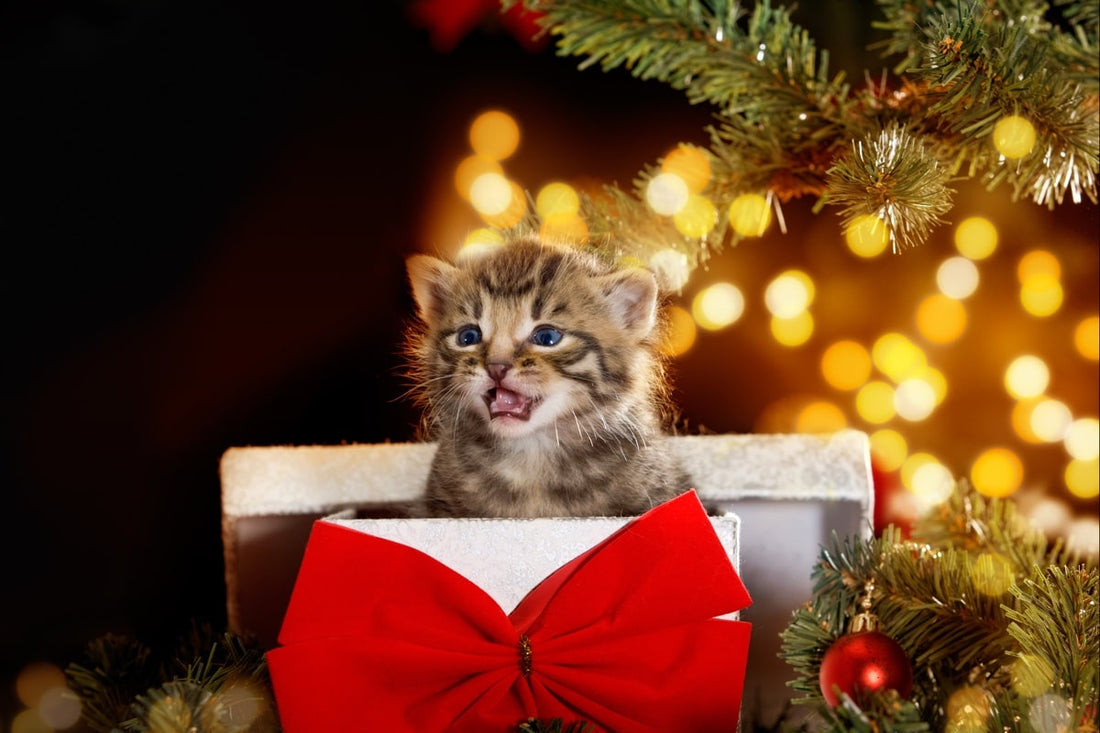 Offrir un animal de compagnie à Noël : oui ou non ?
