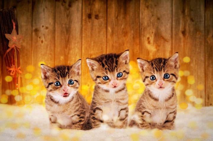 Le développement du chaton
