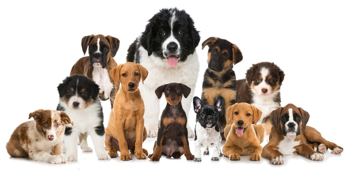 Le Saint Bernard, à la découverte de la race !