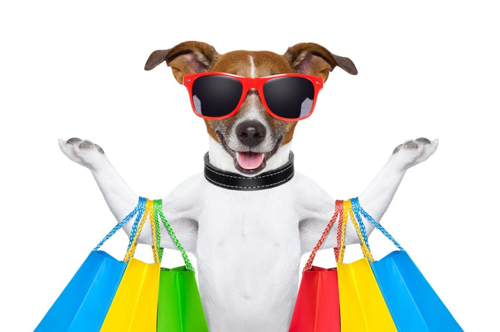 l’anthropomorphisme dans la relation homme chien