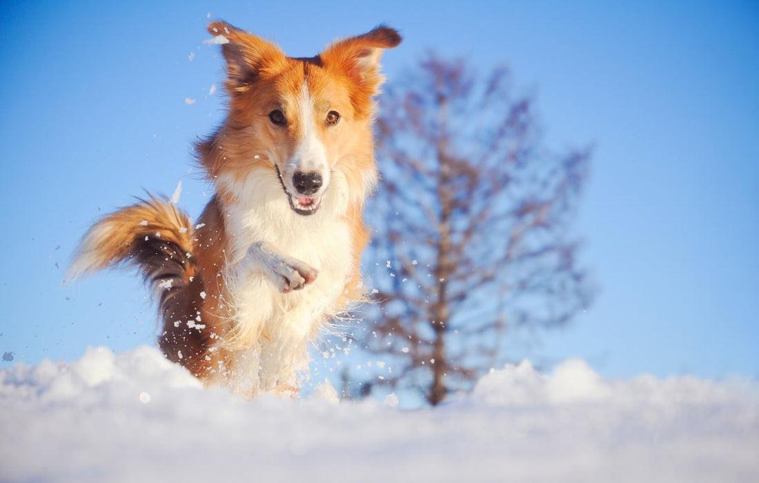 Les chiens célèbres : Lassie, chien fidèle.