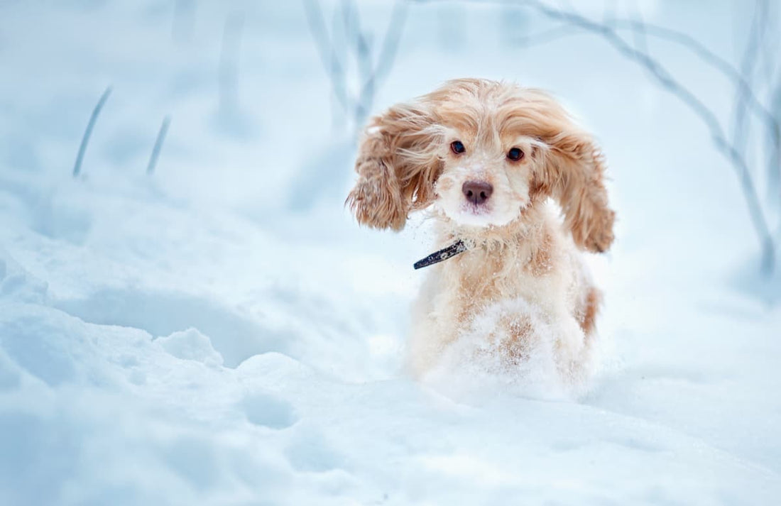 Les chiens face au froid de l'hiver