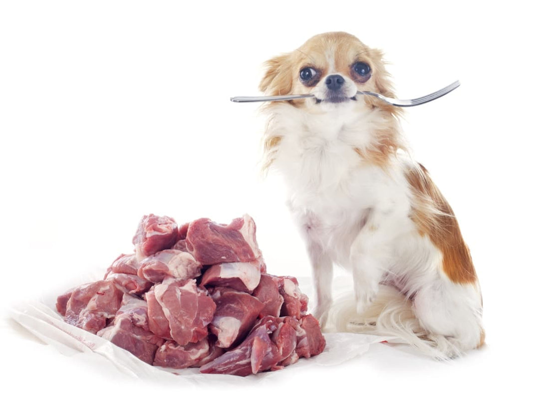 Le chihuahua, à la découverte de la race
