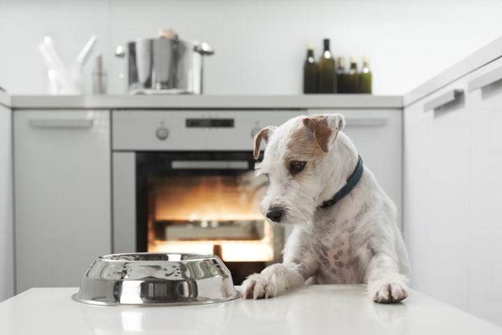 Comment conserver la pâtée pour chien ?