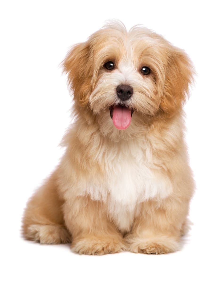 Le léchage : Pourquoi votre chien se lèche ?