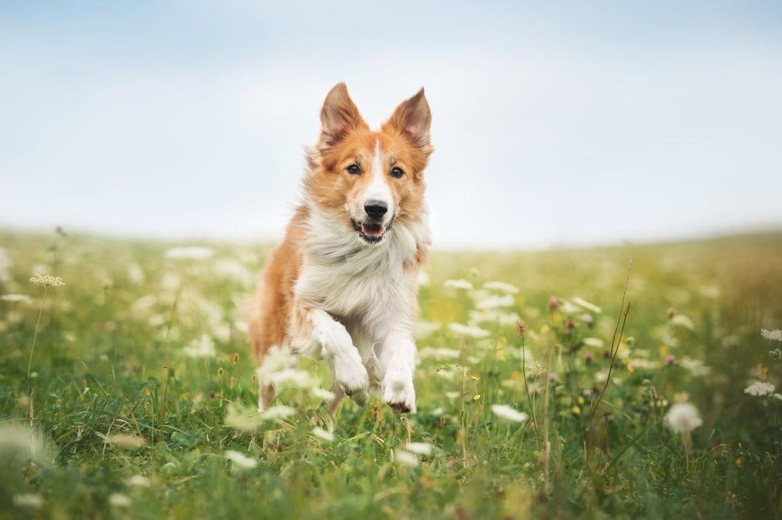 Les caractéristiques physiques du chien