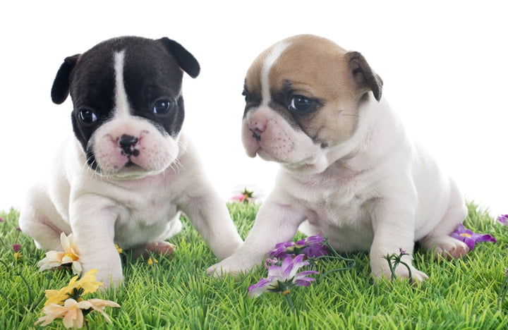 Le Bouledogue français, à la découverte de la race