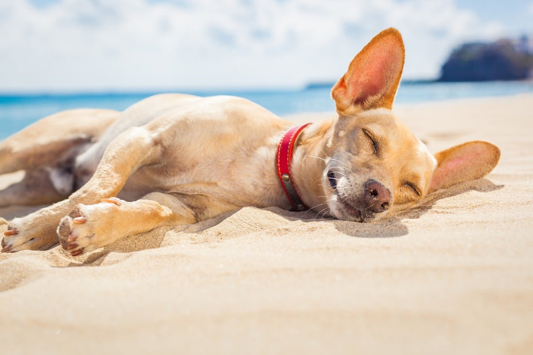 Les bienfaits du massage pour chien