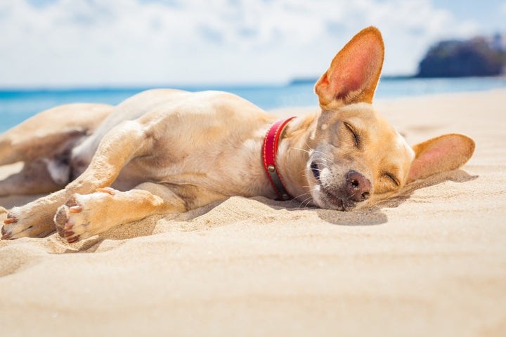 Les bienfaits du massage pour chien