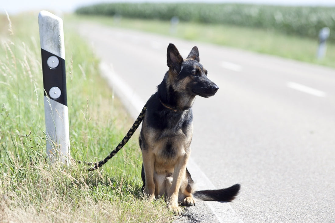 Comment aider les animaux ? Prévention & Protection animale