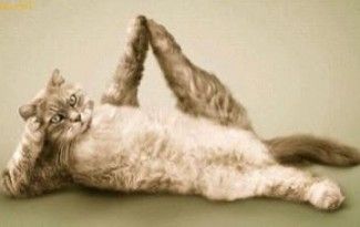 la cat agility : à tester et pas forcément pour tous les chats