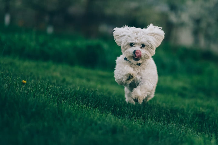 Le bichon frisé, à la découverte de la race !