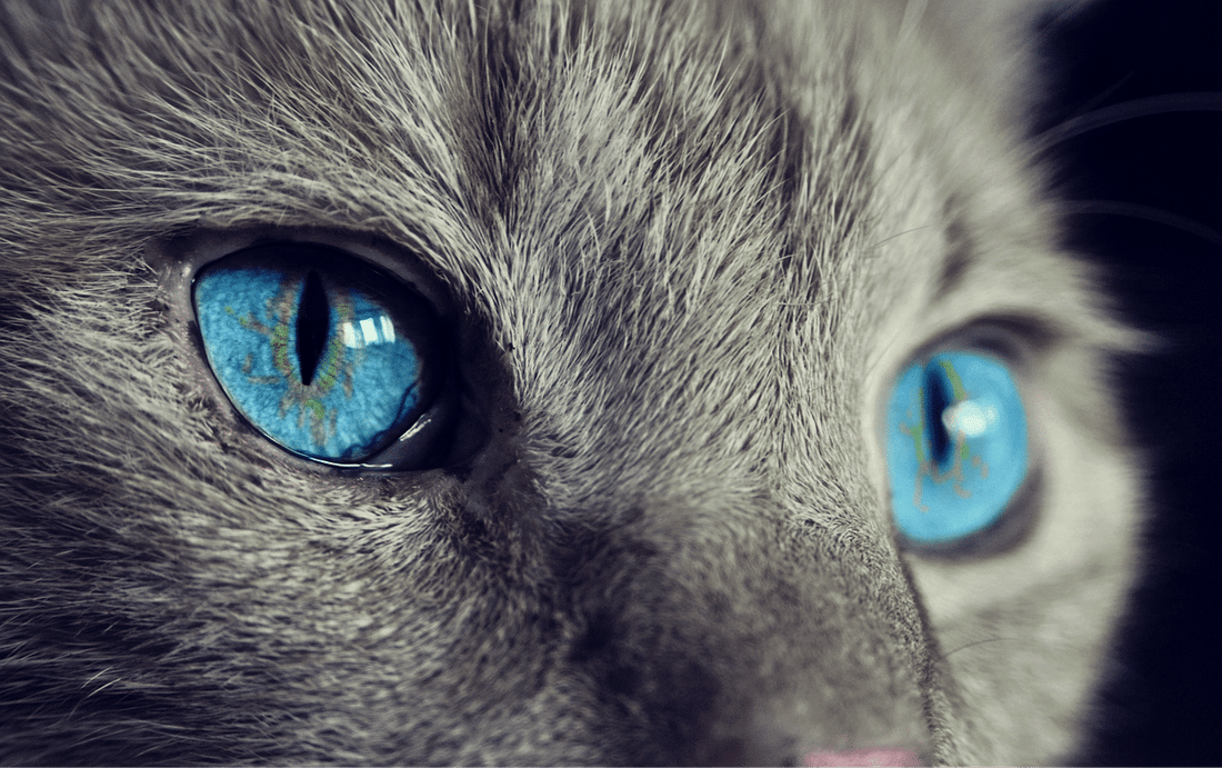 Comment nourrir un chat qui ne mange plus ?
