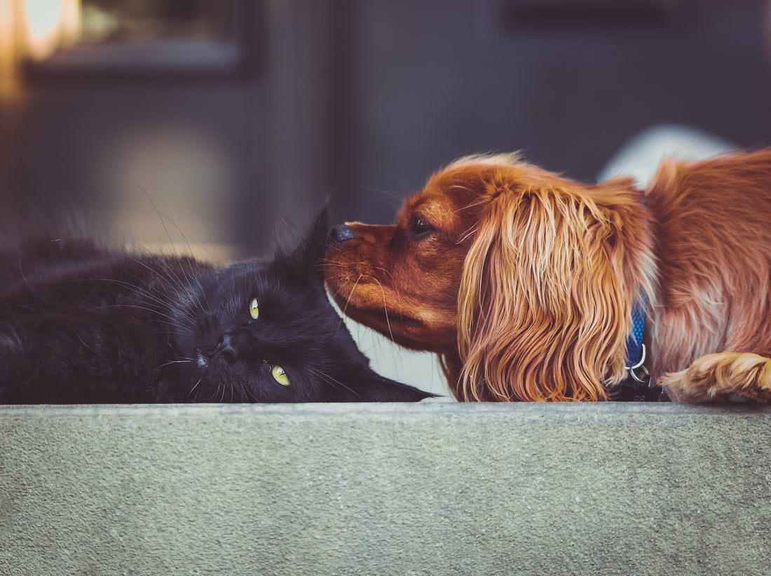 Les point communs entre le chat et le chien !