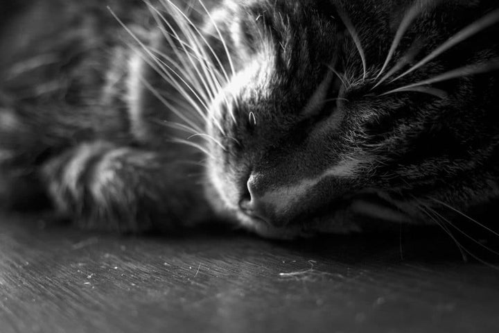 les chats et la dépression.