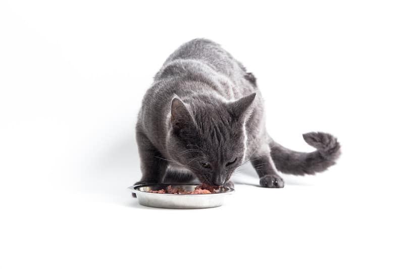 Comment changer la nourriture de votre chat